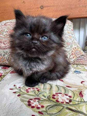 Maine Coon Mix kitten (Bothell)