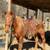 Gelding 3 thumbnail
