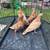 Yellow Canadian tipplers pigeons 2 thumbnail