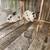 Rabbits 1 thumbnail
