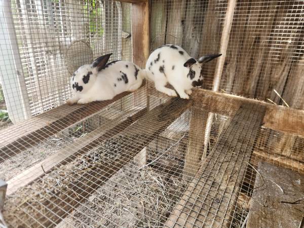 Rabbits 1