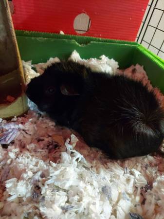 Two guinea pig sisters to good home (Lakewood)63679658717699121