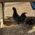 Easter Egger Roosters 13 thumbnail