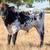 Longhorn bull/steer calves 4 thumbnail