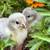 Hatching eggs 4 thumbnail