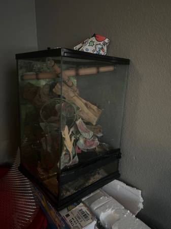Rehoming Male Crested Gecko with Tank63677748998787122