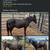 Mini mule 1 thumbnail