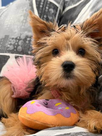 Shorkie (Chicago)