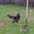 1 year old roosters 6 thumbnail