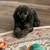 Standard Poodle needs a special home 1 thumbnail
