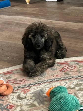 Standard Poodle needs a special home 1