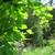 Cascade & Willimette Hop Plants 4 thumbnail