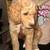 Standard Labradoodle Puppies Adoption 6 thumbnail