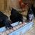 Laying/Breeding Flock 2 thumbnail