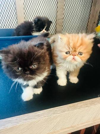 Persian kittens 1