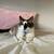 rehoming kittens 6 thumbnail
