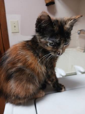 Gatitos adorables (Lawrenceville)63881507076739124