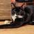 Cat adoption 2 thumbnail