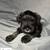 Mini Schnauzer Puppies 6 thumbnail