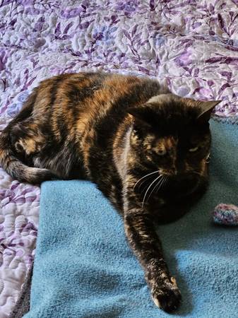 Beautiful 10yo F tortie cat whose owner passed away (santa clara)634775094891531214