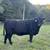 Bred Cows 5 thumbnail