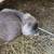 Holland lops bunny, rabbit ,13 wks old 3 thumbnail