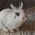 Netherland Dwarf Male Rabbit 1 thumbnail