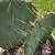2 Prickly Pear Cactus - Waterwise Landscape Succulent Cacti Texas 4 thumbnail
