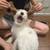 puppy 7 thumbnail