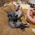 Sphinx Kittens 3 thumbnail