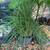 GRASSES, Ornamental type Mascantis Fountain Grass (1 clump) 1 thumbnail