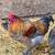 Friendly young Roosters and Guineas 12 thumbnail