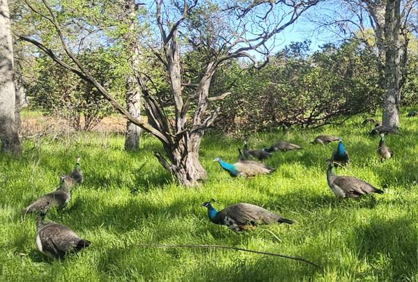 Peacocks/Peahens PAIRS Adults no chicks 1