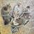 Serama bantam chickens 4 months 2 thumbnail