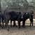 Black Heifer Calves | Heifers 7 thumbnail