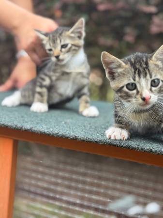 8 week old kittens, two males and two females63904506908034122