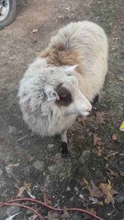 Sheep (Romney)64316950466819120