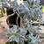 Ghost Plant Graptopetalum Succulents Sedum Cactus Garden Landscape Aloe 6 thumbnail