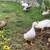 Dutch Hookbill Duck Pairs 3 thumbnail