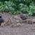Valley Quail Pairs 2 thumbnail