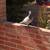Pigeon 3 thumbnail