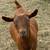 Nigerian Dwarf does 3 thumbnail