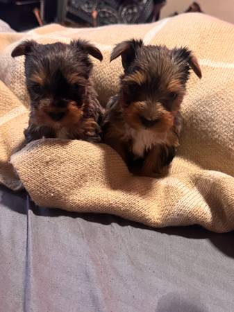 Yorkie Female Merle (Los Angeles)