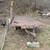 24’ Heavy-Duty Flatbed Trailer – 6-Lug Tandem Axle - title in hand 2 thumbnail