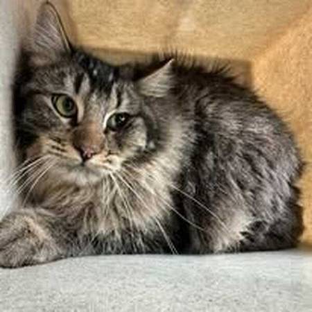 Missing Large Gray Male Cat 1