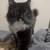 Free cat 3 thumbnail