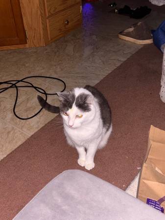 Free Cat 1