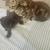 Rescue kittens 3 thumbnail