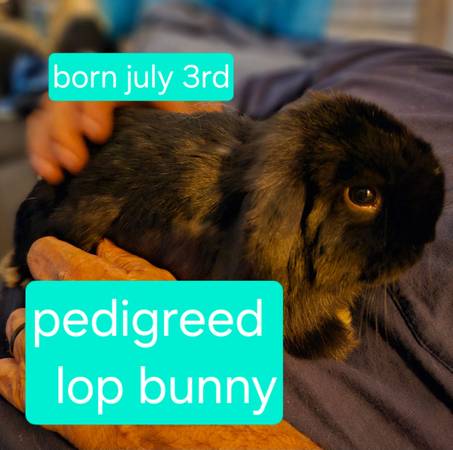 Pedigree Holland lops 1