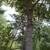 15' LADDER STAND 1 thumbnail